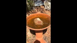 A video of thirsty bees drinking from a bird bath