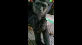 Gibbon Appears to Show Sad Expression While Following Person Pretending to Cry
