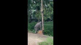 Curious baby elephant checks out termite nest on tree