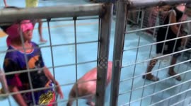 Blindfolded pig-catching game entertains crowd in Barotac Nuevo, Iloilo, Philippines