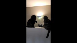 Our boy Salem is a beautiful black Maincoon and he loves to play with our female cat 