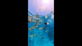 Diver swims alongside shiver of nurse sharks during snorkelling trip in the Maldives
