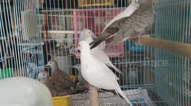 Rare Albino Pigeon Spotted with Pure White Feathers