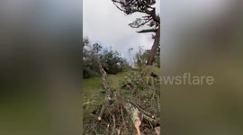 Nearly 100 trees blown down at St Michael's Mount due to Storm Goretti