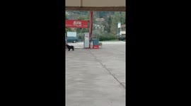 Dog chases sheep at gasoline station in Thermos, Greece