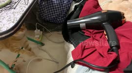 Cat curiously plays with hairdryer in Guangxi, China