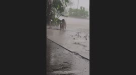 Happy Pup Plays In Rainwater Runoff