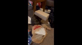 Kitten gets head stuck in drink holder in Asheville, USA