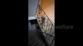 China: Stray Chinese cat clings to stair railing in fear