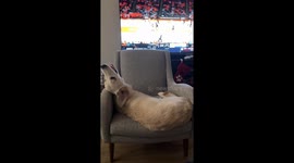 Playful Golden Falls Off Chair Onto Sleeping Husky