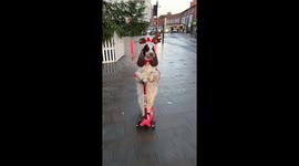 Bonnie the Reindeer Dog Scootering Through Town