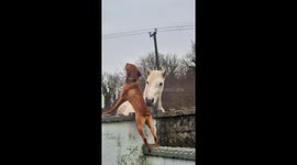 Dog and horse share a playful moment in Galway, Ireland