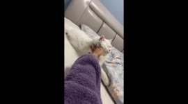 Playful white cat stretches dramatically in Shaanxi, China