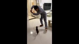 Cat performs impressive tricks under training in Hunan, China