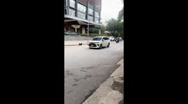 Clever Canine: Smart Dog Uses Crosswalk Like a Pro in Vietnam!