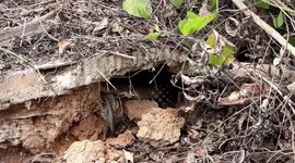 Landlord shocked as 13ft king cobra emerges during house construction