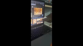 Pigeon goes viral after trying to peck ‘seeds’ off computer screen