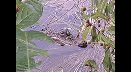 A Florida Alligator snaps up fish right in front of me while out at the lake