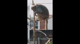 Indian Spideranimal monkesh bhai