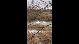 2 swans battle each other in a river in Ringwood while a third looks on