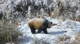China: Wild panda mother, cub captured roaming in Sichuan forest