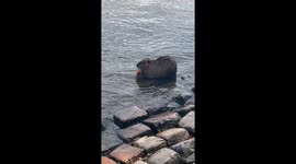Adorable Nutria eating a carrot in Vltava river, Prague in the afternoon.