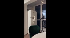 Cat struggles to open fridge in Russia