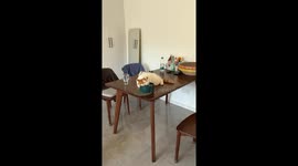 Sleepy cat lazily drinks water from bowl in Zhejiang, China