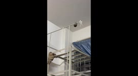 Rat falls but escapes cat during tense standoff in Guangxi, China