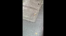 Mouse grabs peanut through manhole hole in Guangdong, China
