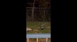 Skunk attacks opossum during balcony snack in Round Rock, USA