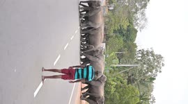 Amazing Connection! Wild Elephant Salutes Local Legend in Galgamuwa 