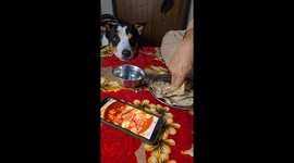 Man and dog go viral after sharing ‘imaginary chicken curry’ meal on Instagram