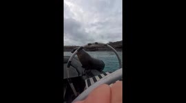 Playful sea lion snatches towel from passengers in the Galápagos Islands, Ecuador