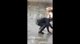 Dog falls into frozen river and is rescued in Tianjin, China