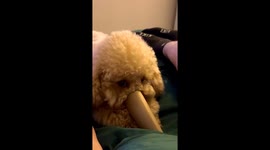 Playful poodle explores cardboard roll in Novosibirsk, Russia