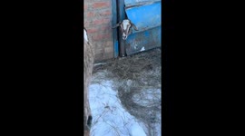 Goat rescued after getting head stuck in barn door in Stavropol Krai, Russia