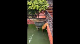 Tabby cat cleverly catches live fish from bridge edge in Guangdong, China