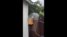 Squirrel taking shelter from a storm in Los Angeles, USA