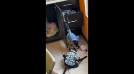 Two dressed monkeys throwing hands over food, Mexico