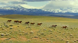 China: China's first zodiac-themed giant screen film 