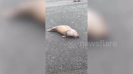 Baby seal found visiting hotel and spa