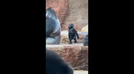 Baby gorilla interacts with silverback in Prague, Czechia