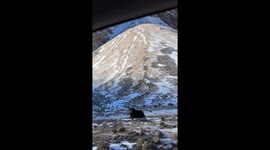 Aggressive yak encountered on mountain road in North Ossetia-Alania, Russia