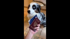 Adorable guilty dog chewing passports in Moscow, Russia