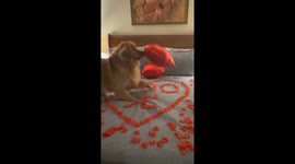 Excited Golden Retriever disrupts birthday surprise in São Paulo, Brazil