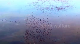 China: China's Huangpi Lake sees spectacular 