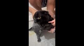 Cat turns bath cries into treat moments in Orlando, USA