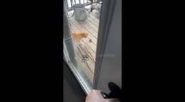 Vole rescued from playful cat at home in DeSoto, USA