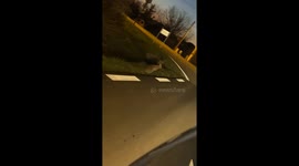 Kangaroo jumps across the road in Ambarès-et-Lagrave, France